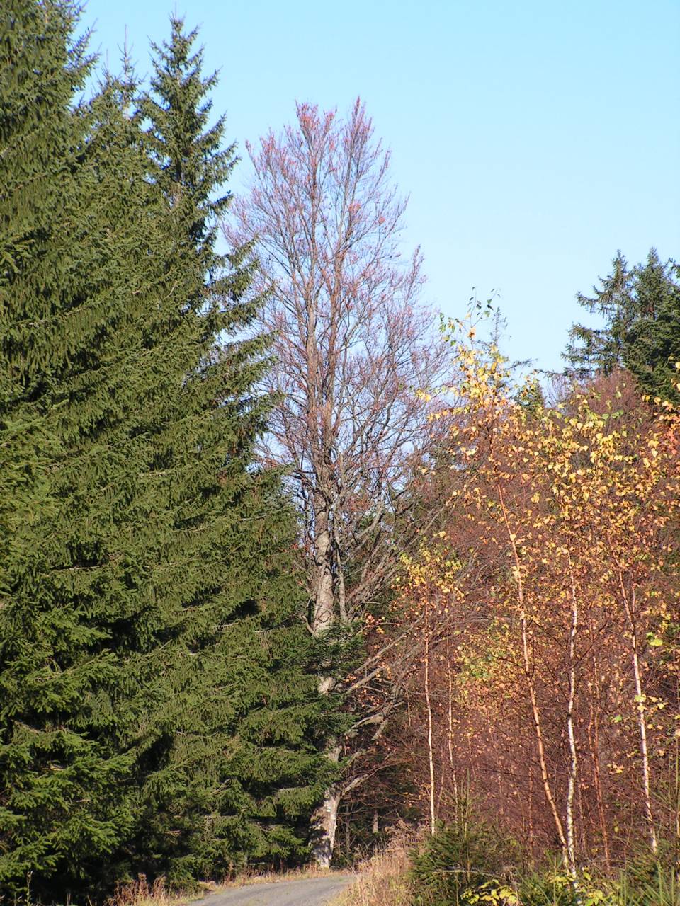 PICT6799.jpg
