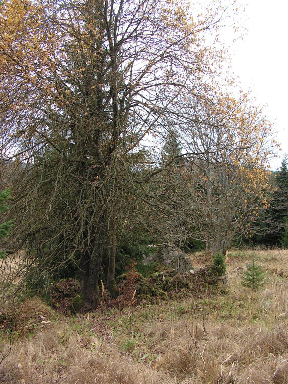 PICT6902.jpg