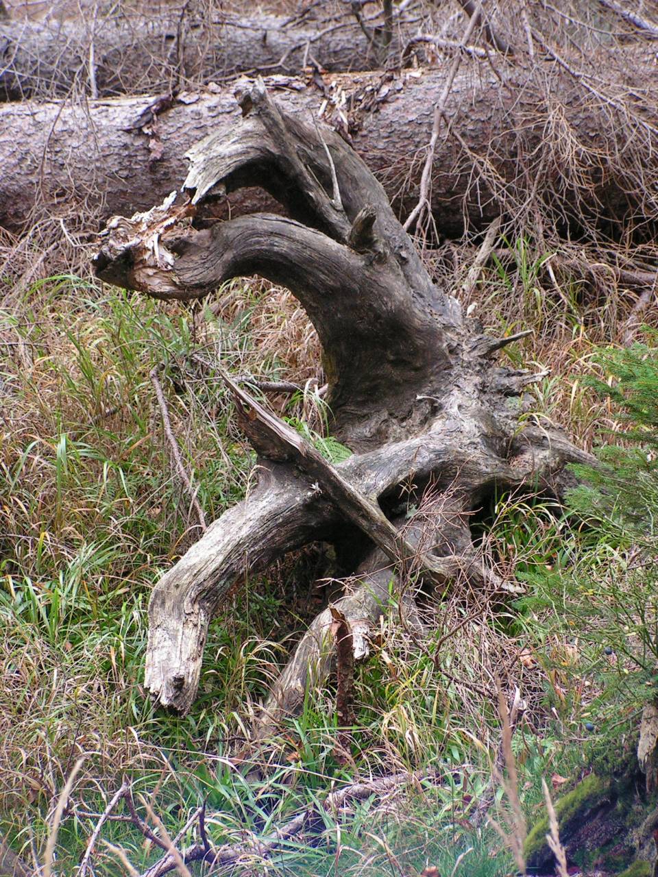 PICT6910.jpg