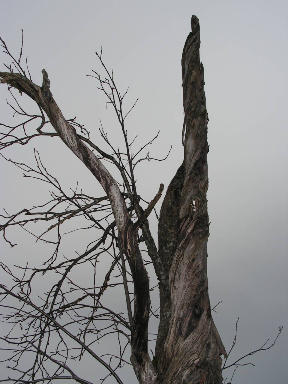 PICT6932.jpg