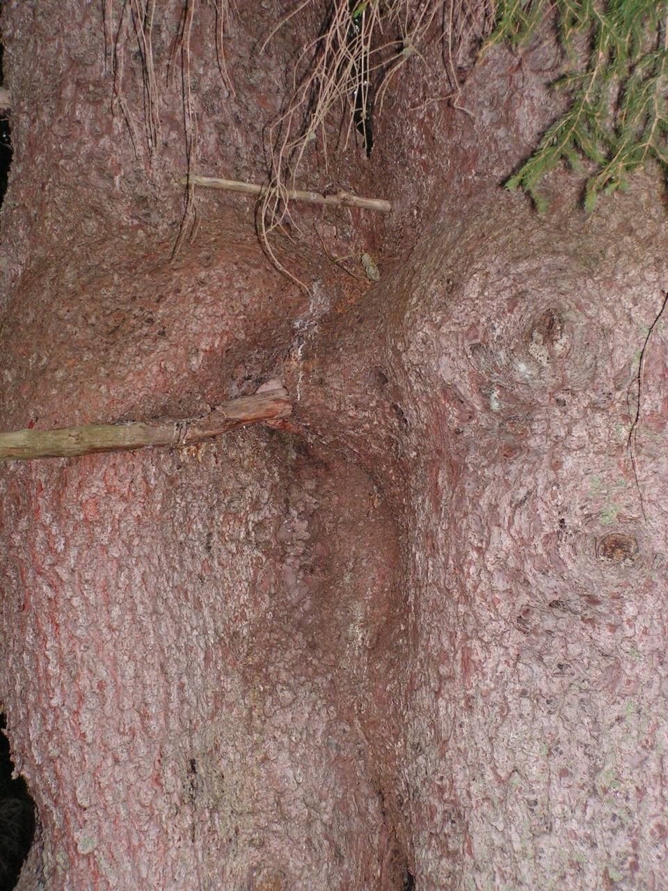 PICT6937.jpg