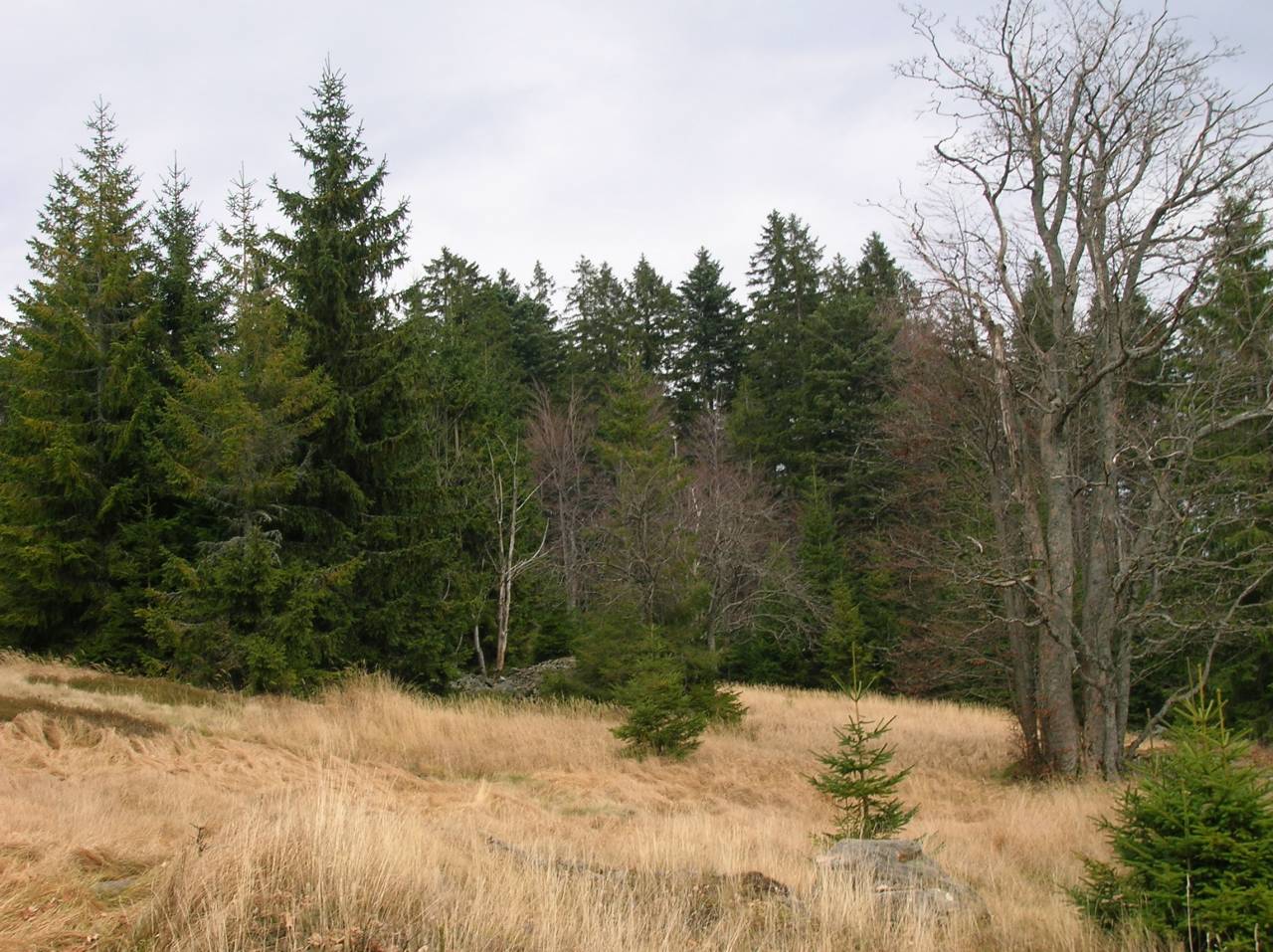DSCN2513.jpg
