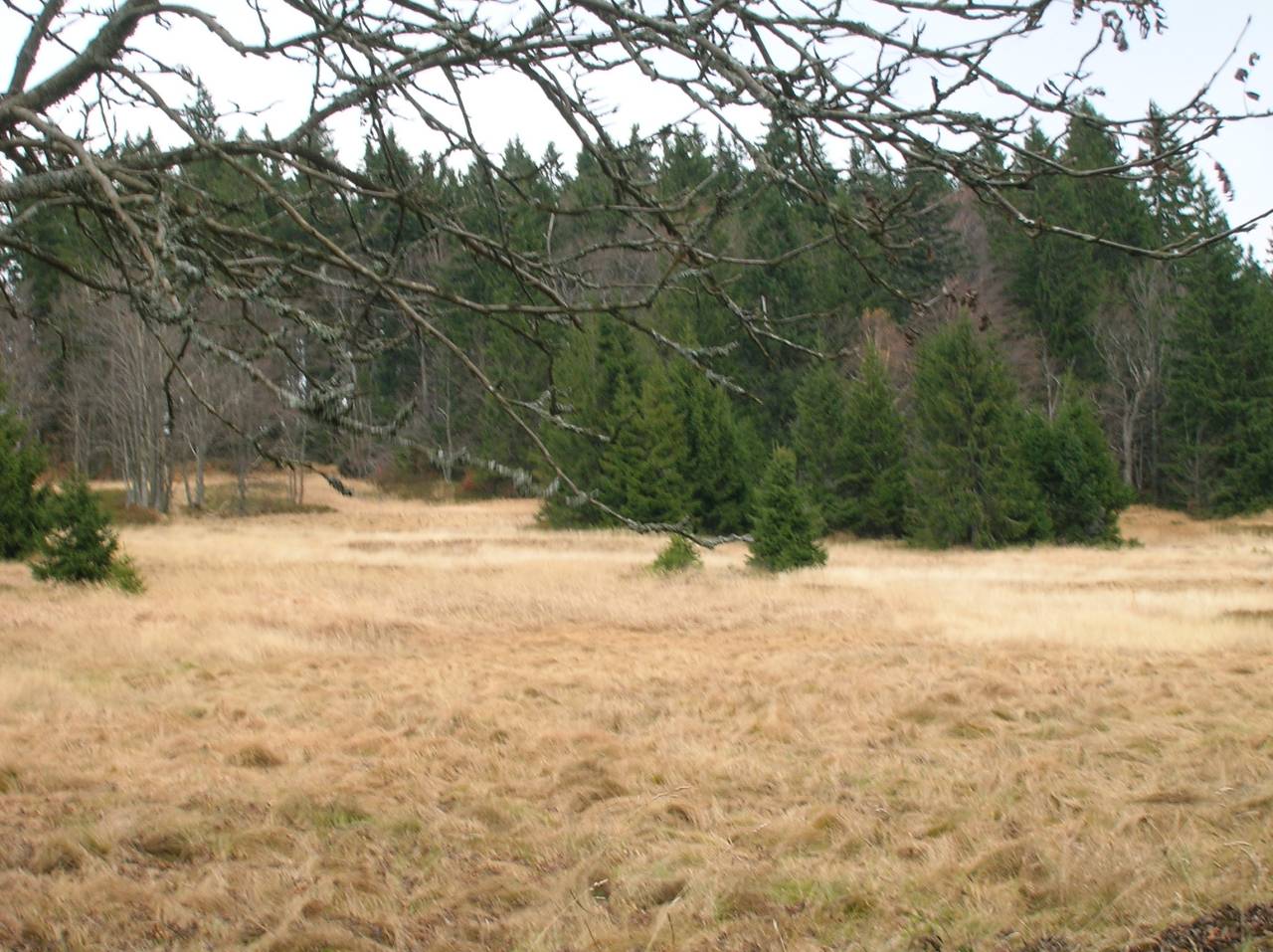 DSCN2515.jpg