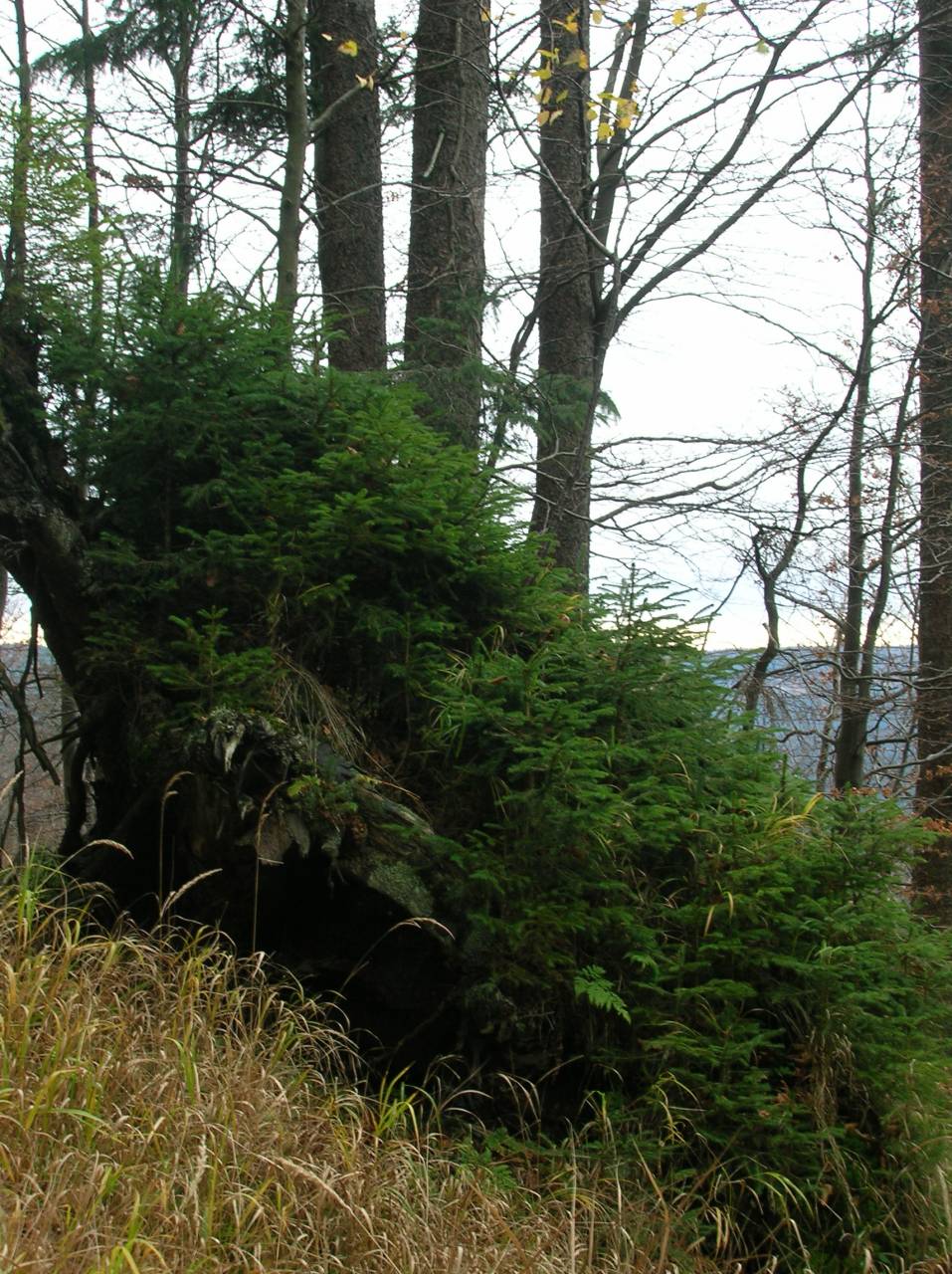 DSCN2530.jpg