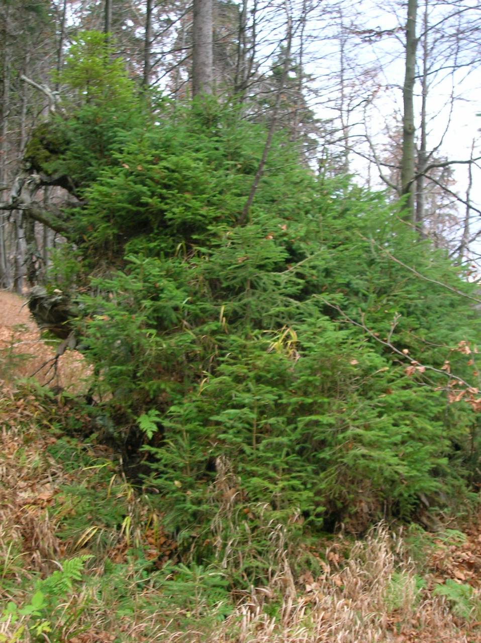 DSCN2531.jpg