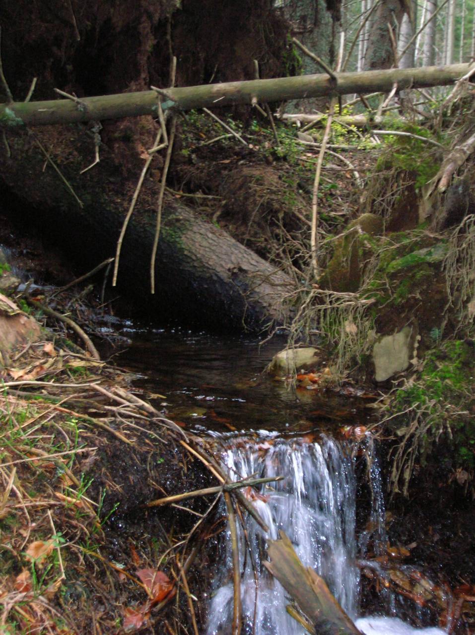 DSCN2553.jpg